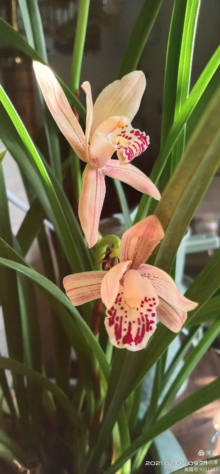 西施兰花二度开